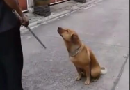 主人 跪好 知道错了吗,反思错与非